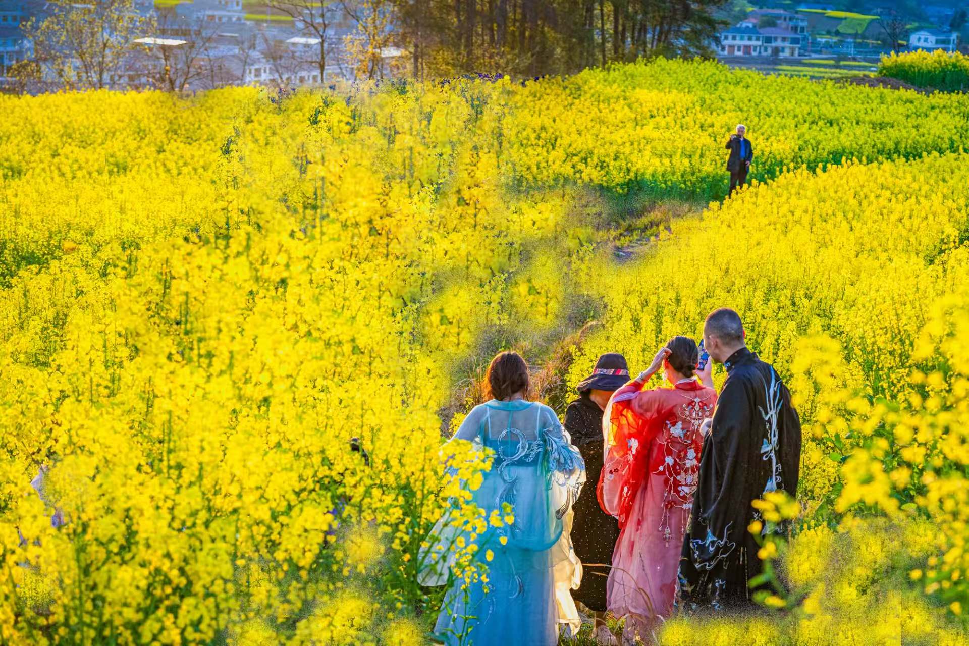 【大美竹溪】油菜花开游客来